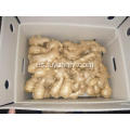 Venta al por mayor de Anqiu New Crop Air Dried Ginger